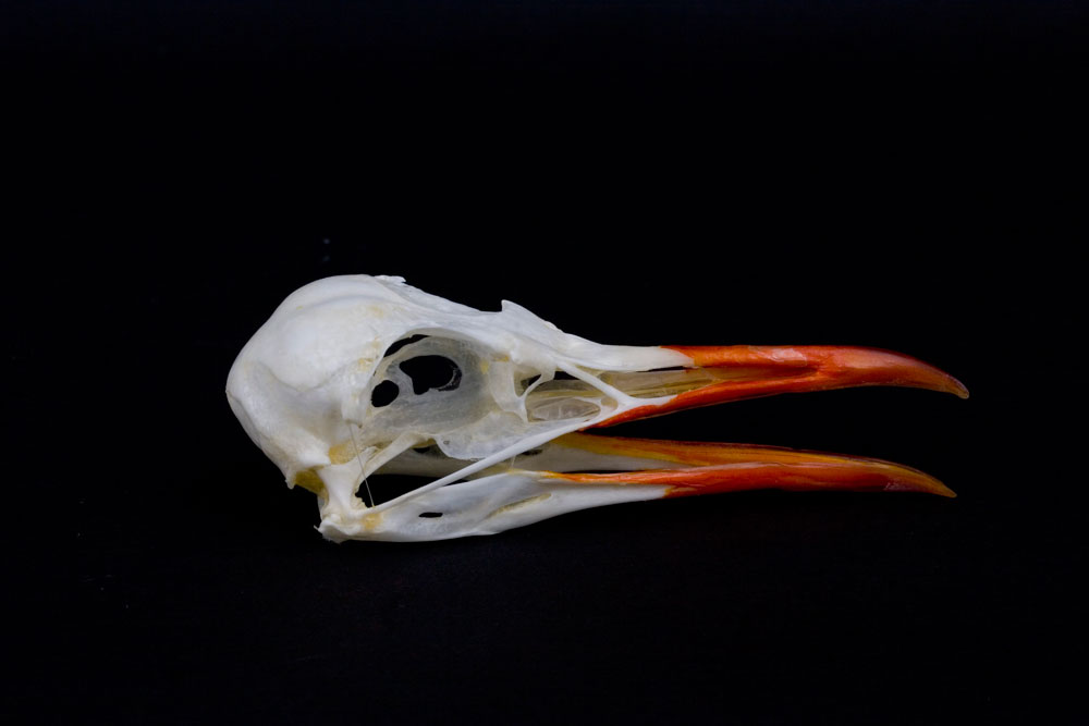 Cranio di  Gabbiano comune / Chroicocephalus (ex Larus)  ridibundus